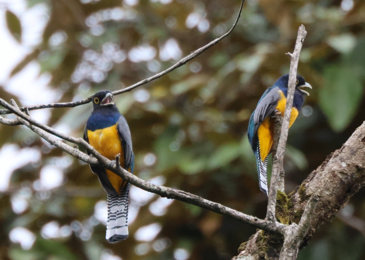 Mor Trogon - ML644185016