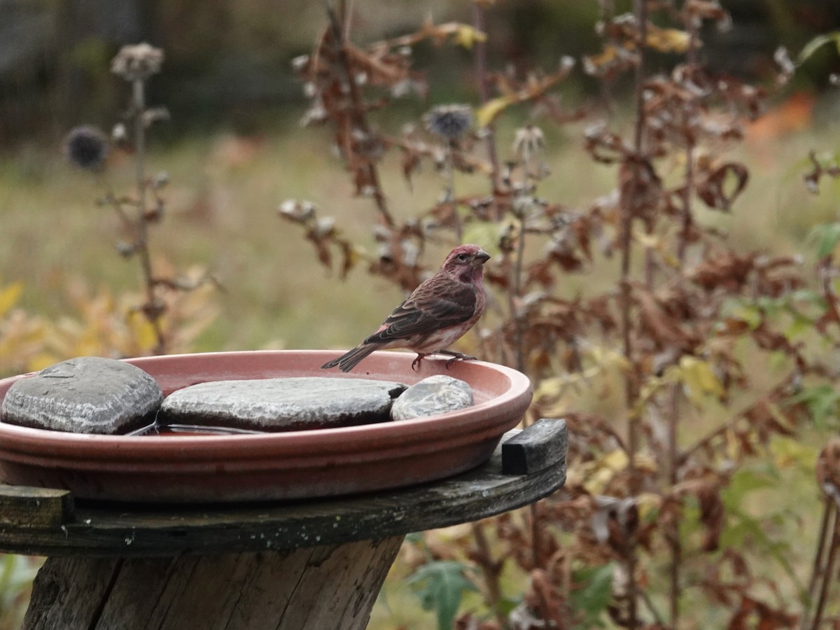 hýl nachový - ML644185020