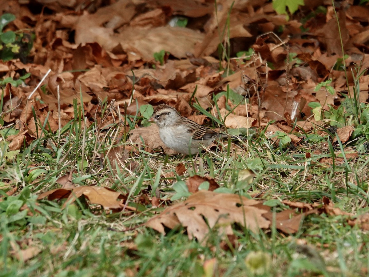 strnádka vrabcovitá - ML644185028