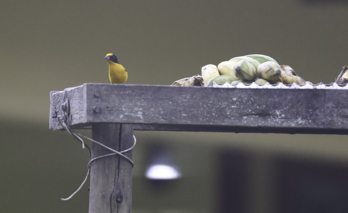 Violaceous Euphonia - ML644185038