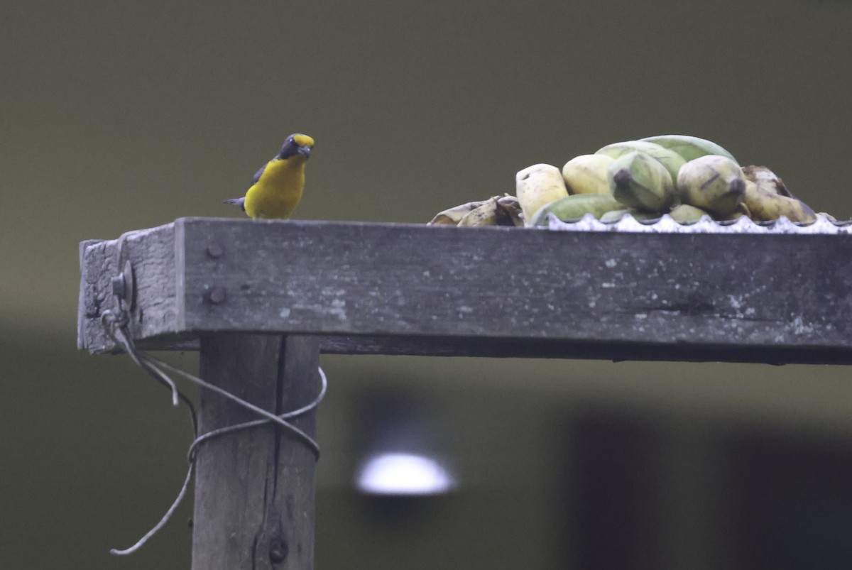 Violaceous Euphonia - ML644185040