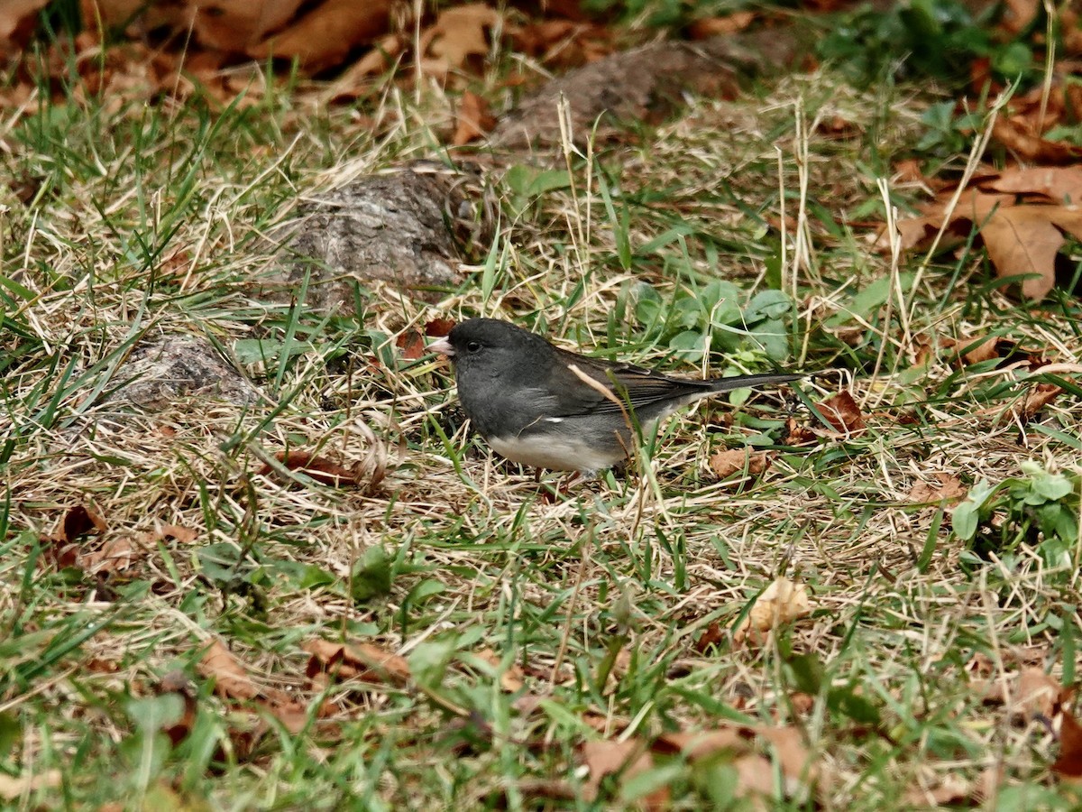 strnadec zimní - ML644185042