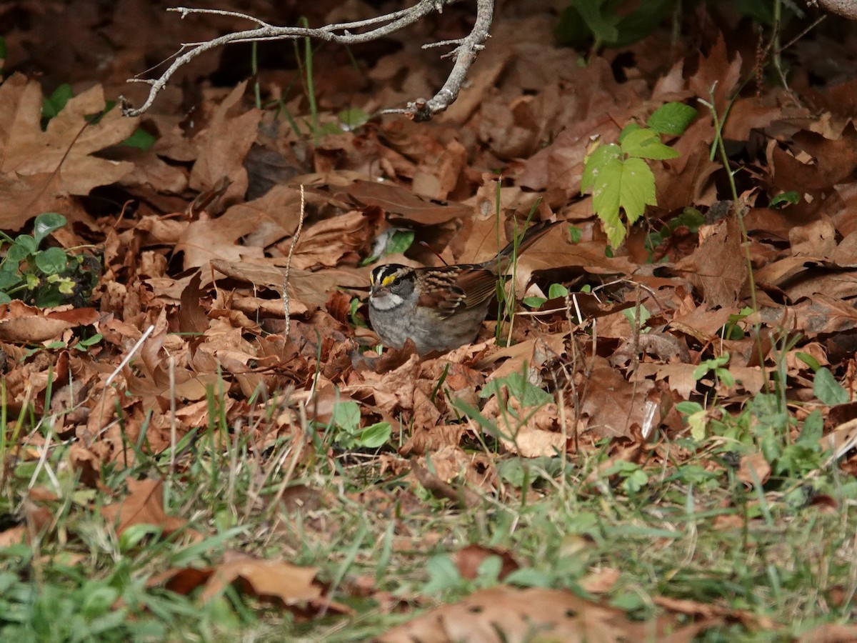 strnadec bělohrdlý - ML644185050