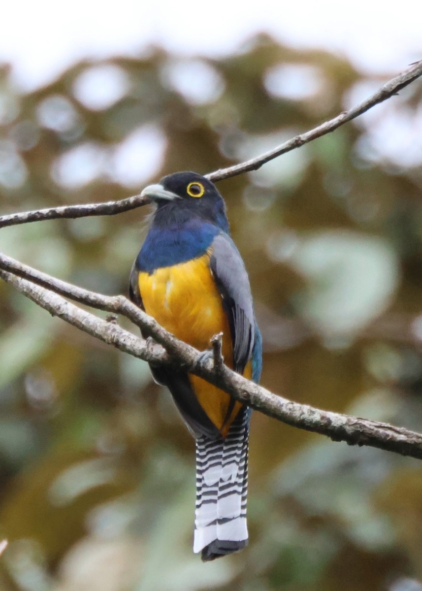 Mor Trogon - ML644185069