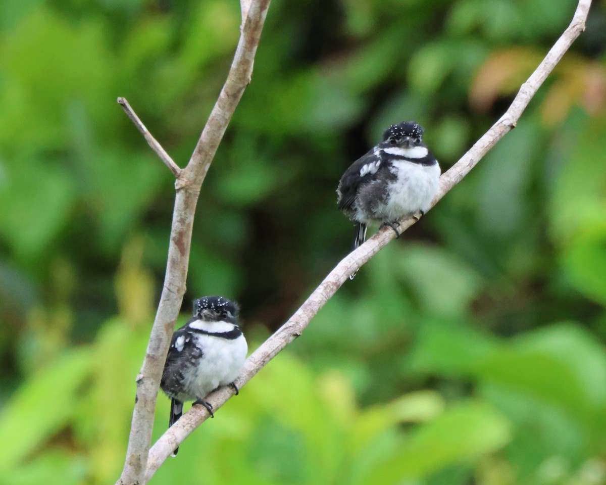 シロクロオオガシラ - ML644185080