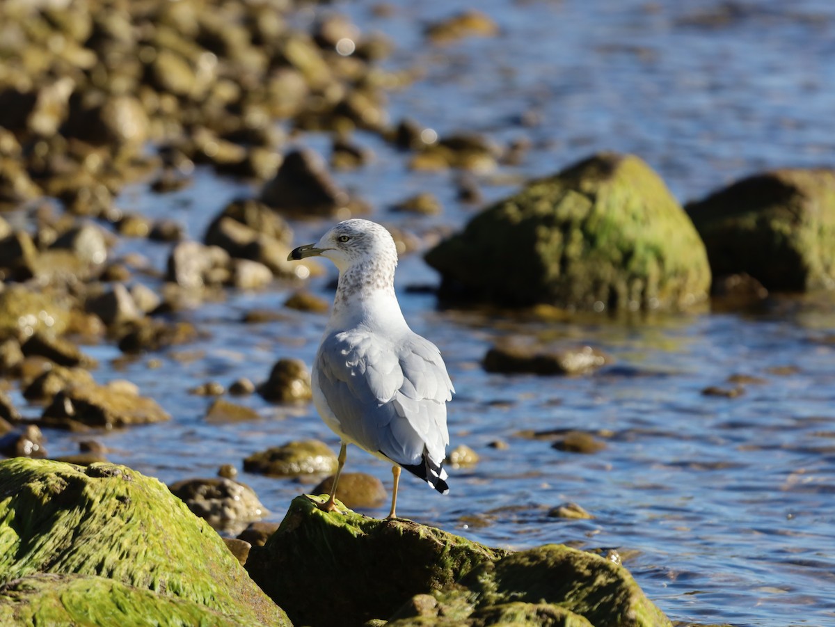 Ring-billed Gull - ML644185088
