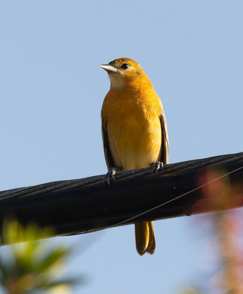 Балтиморский трупиал - ML644185123