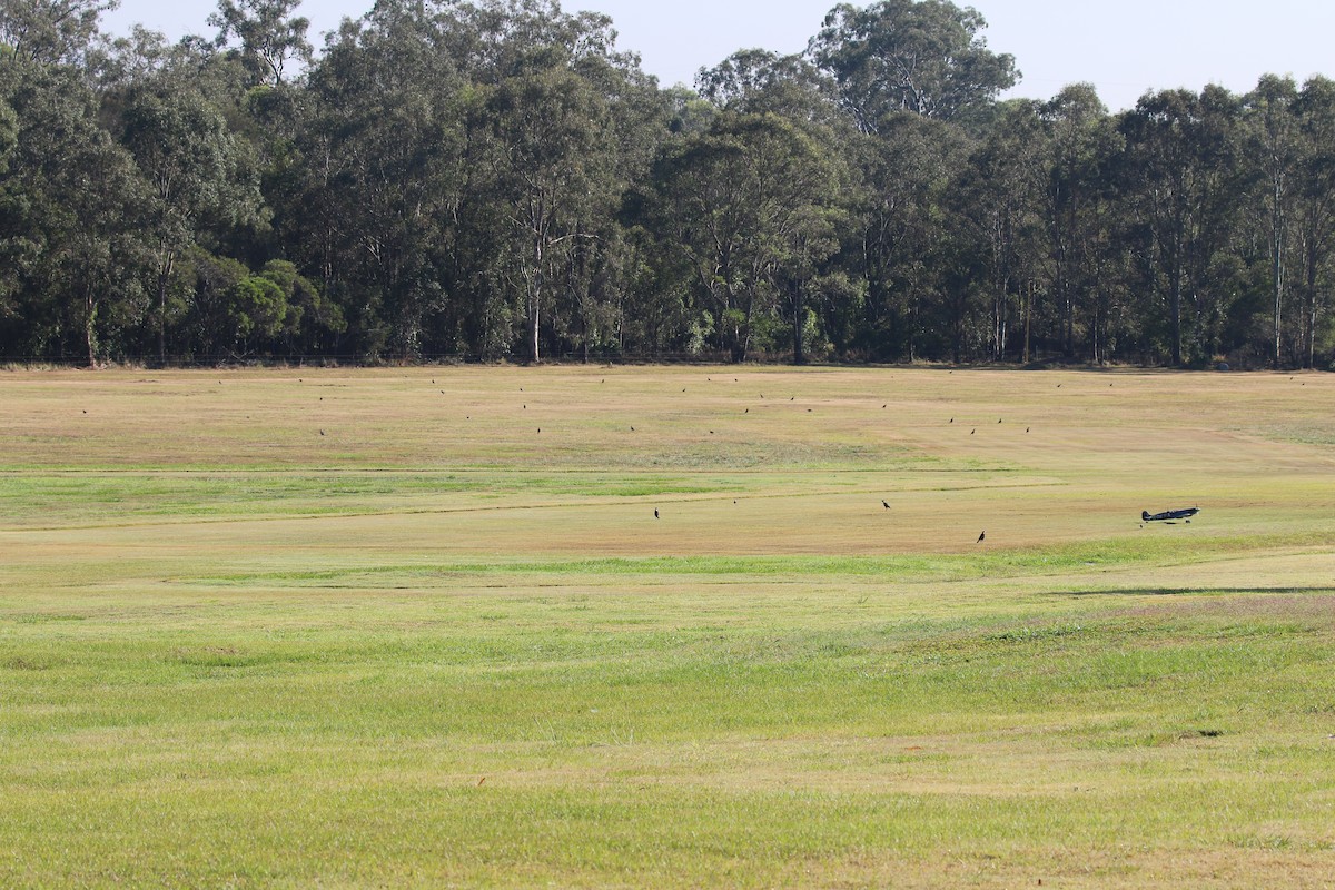 Australian Magpie - ML644185135