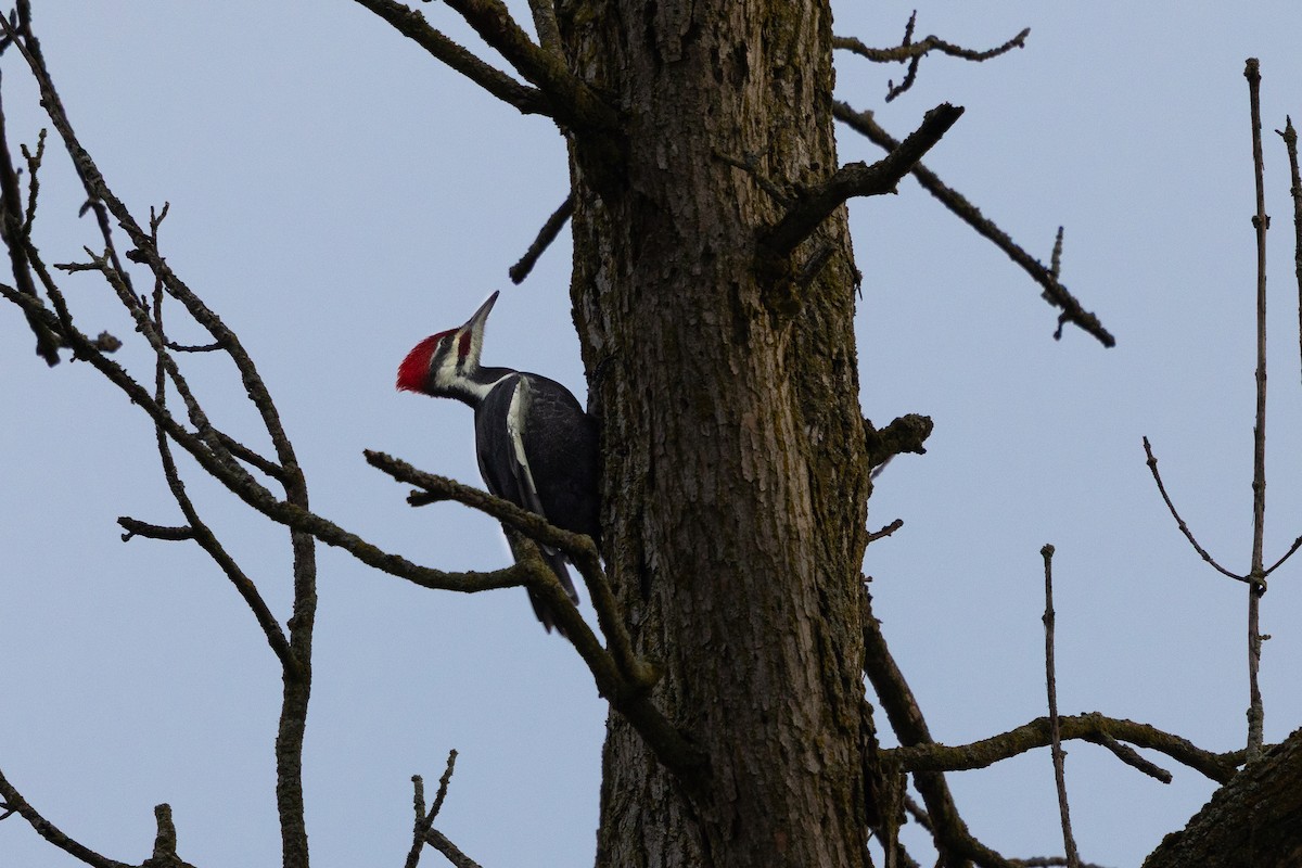 Pileated Woodpecker - ML644185141
