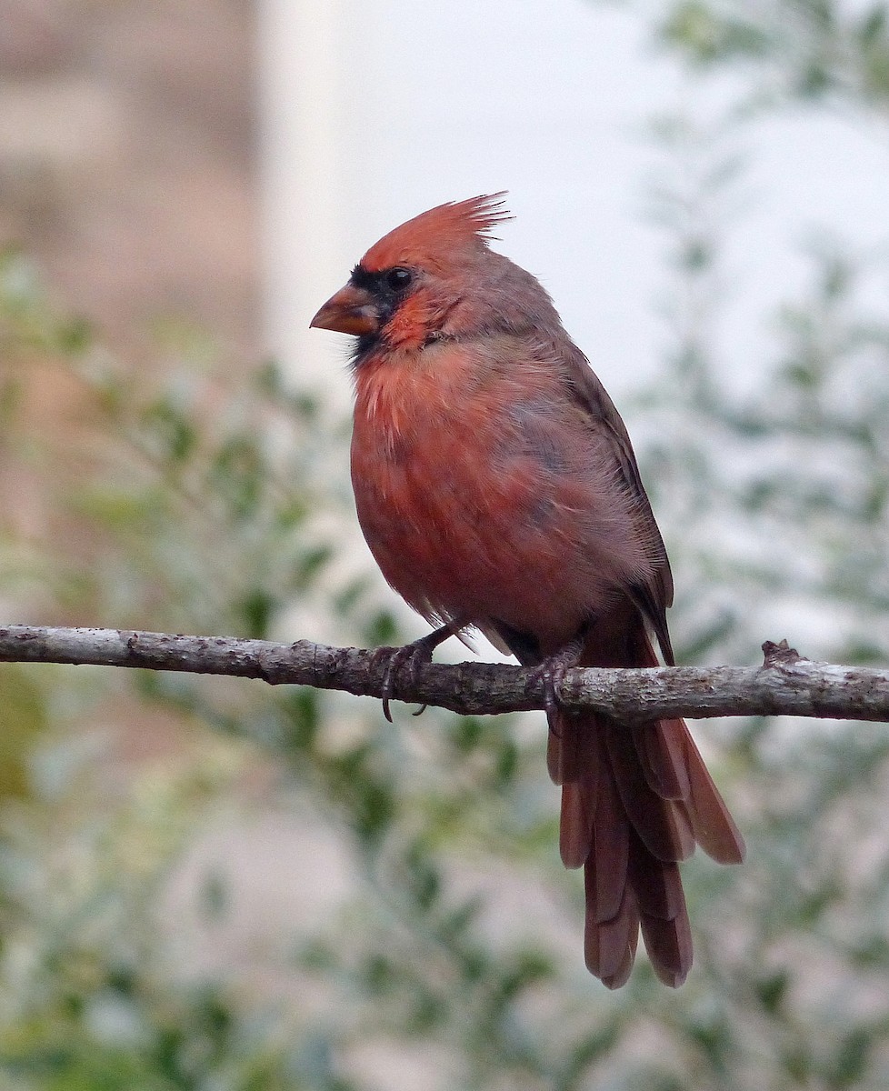 Northern Cardinal - ML644185144