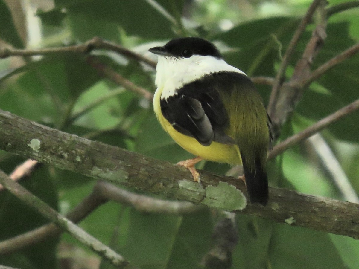 White-collared Manakin - ML644185193