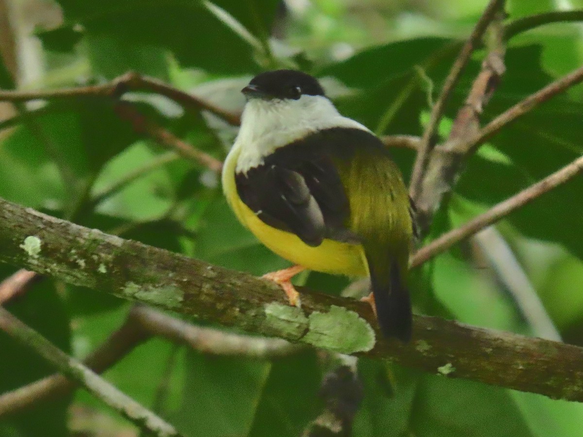 White-collared Manakin - ML644185195