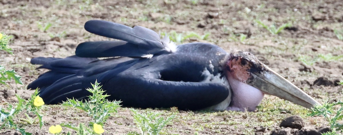 Marabou Stork - ML644185221