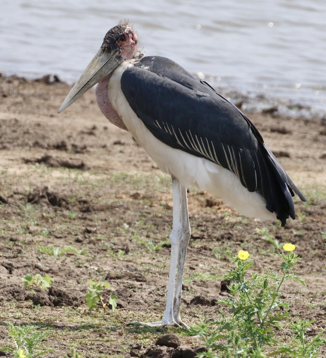 Marabou Stork - ML644185222