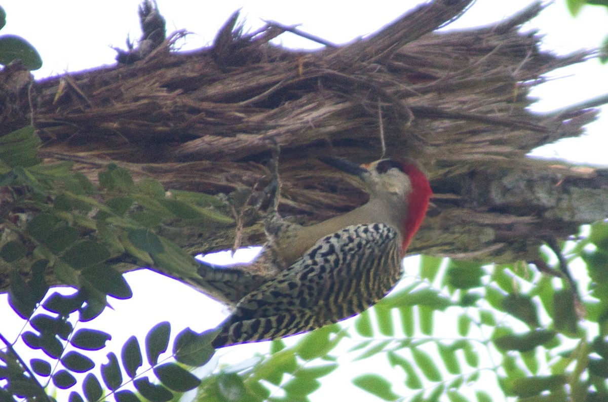 Kara Kaşlı Ağaçkakan - ML644185242