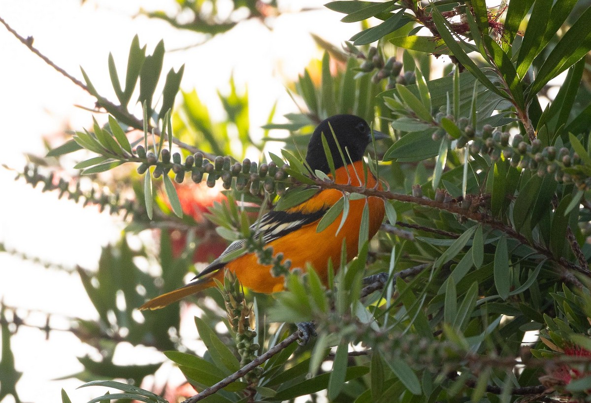 Балтиморский трупиал - ML644185252