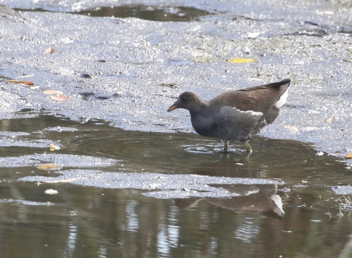 Common Gallinule - ML644185284