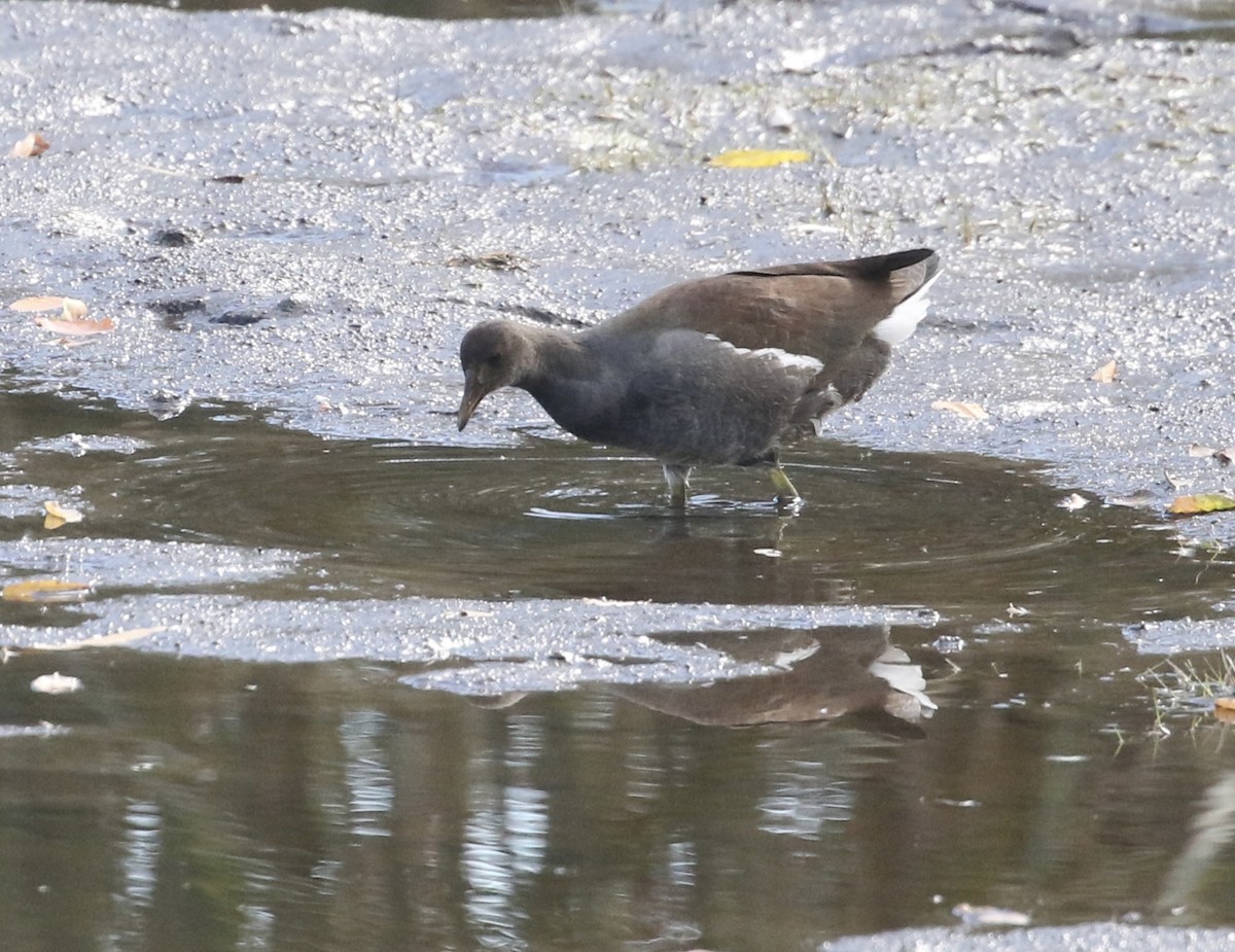 Common Gallinule - ML644185286