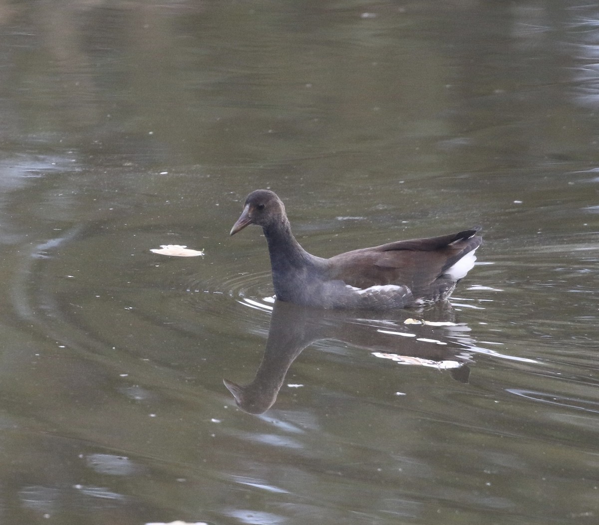 Common Gallinule - ML644185287