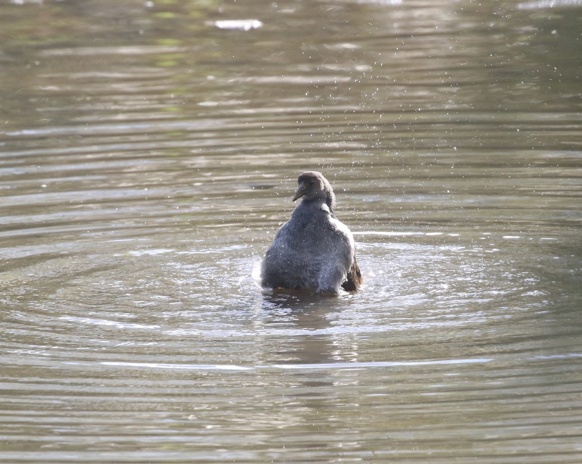 Common Gallinule - ML644185289