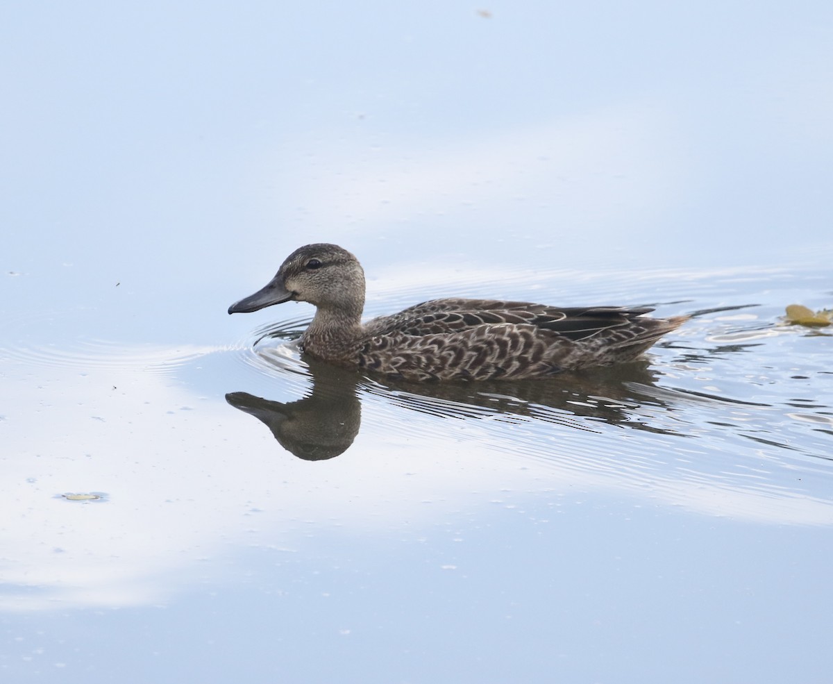 Blue-winged Teal - ML644185307
