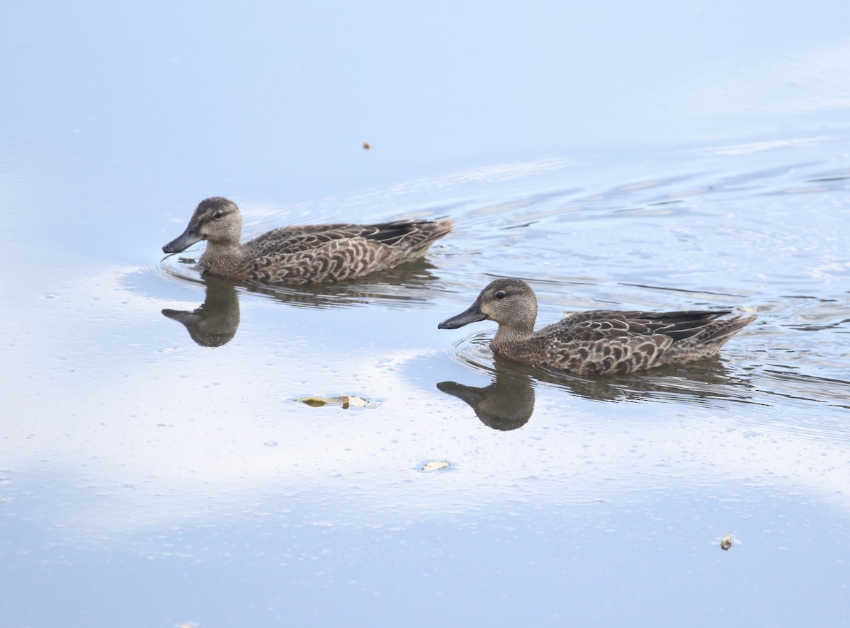 Blue-winged Teal - ML644185308