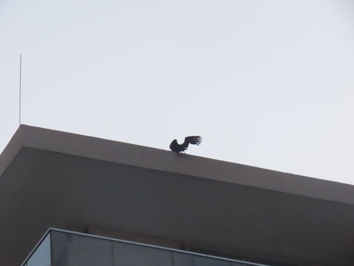 Black Vulture - ML644185310