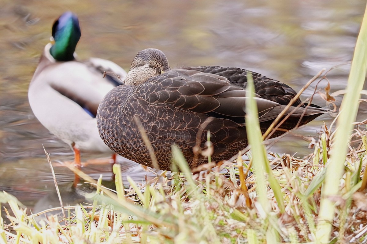 American Black Duck - ML644185312