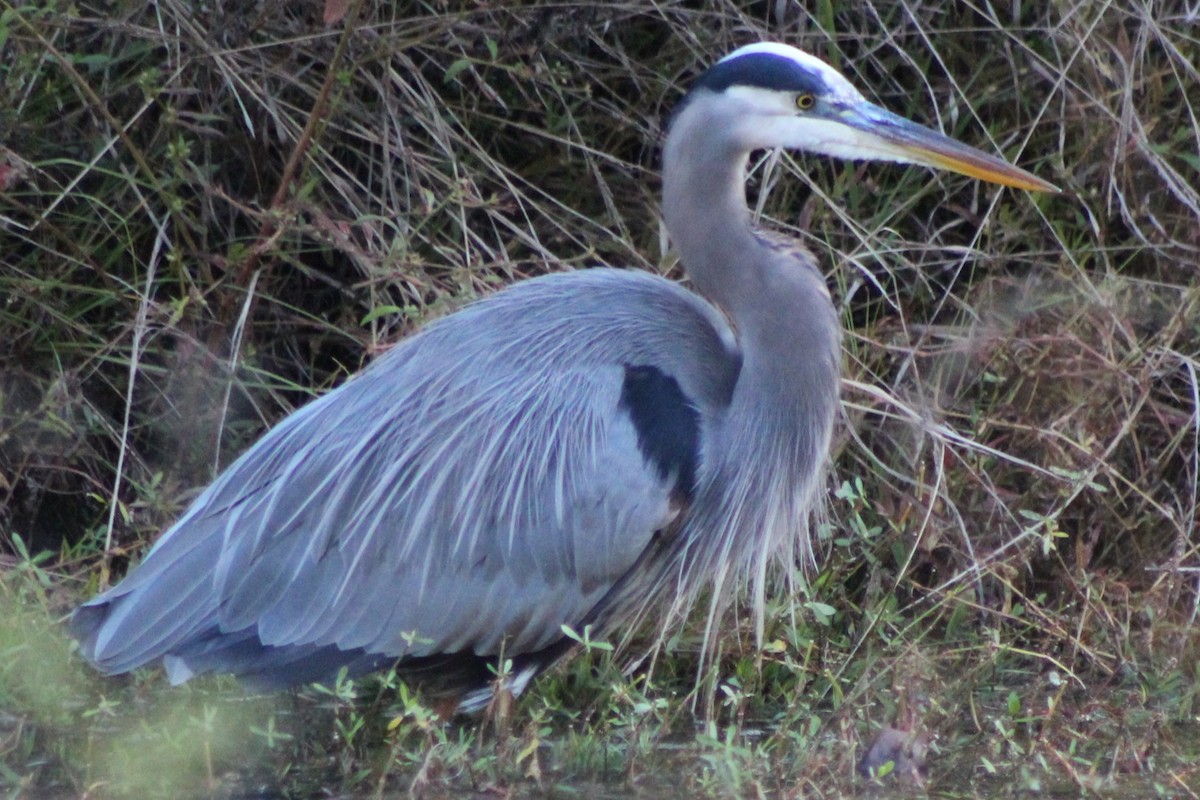 Great Blue Heron - ML644185328
