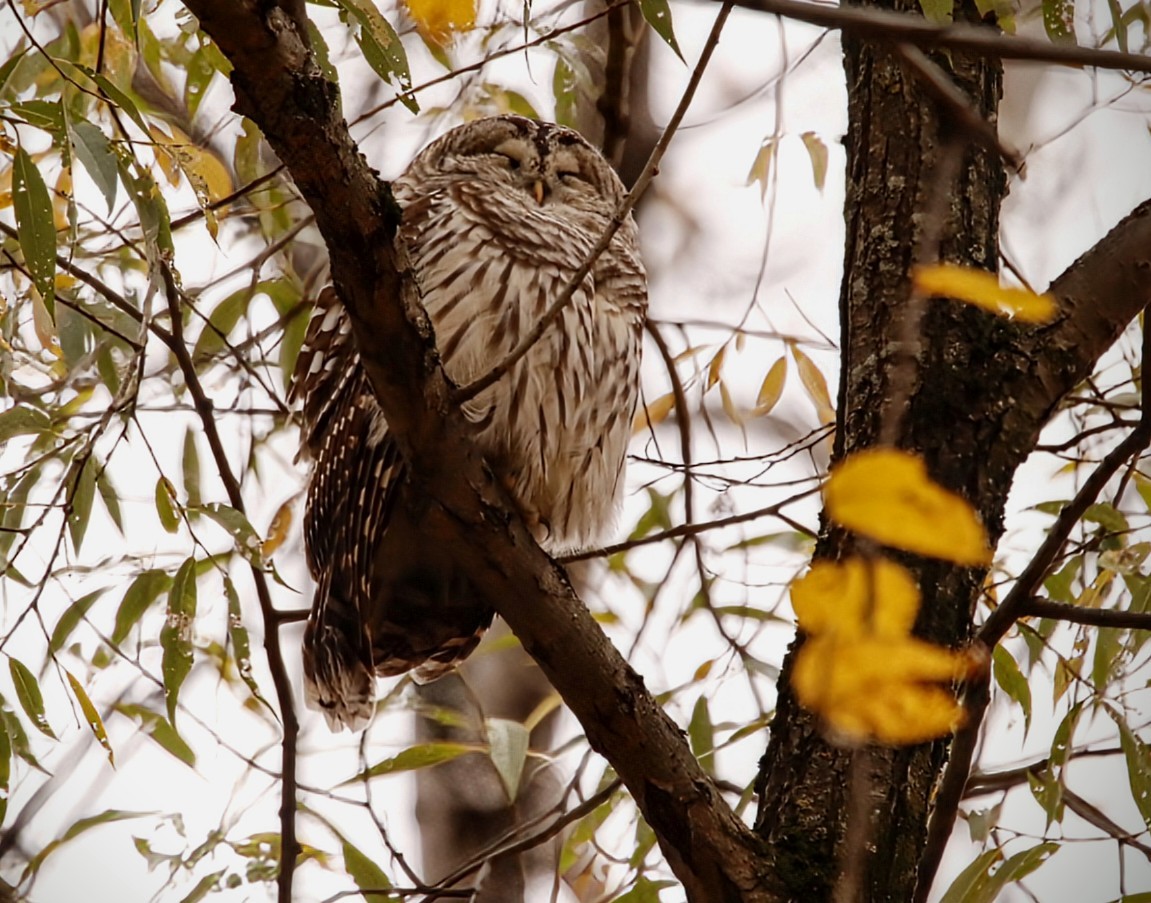 Barred Owl - ML644185330