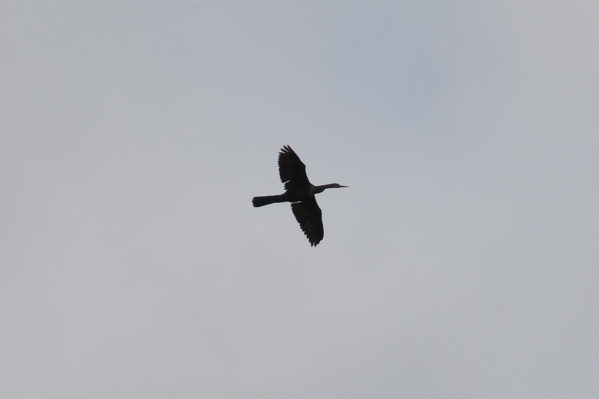 Anhinga - ML644185356