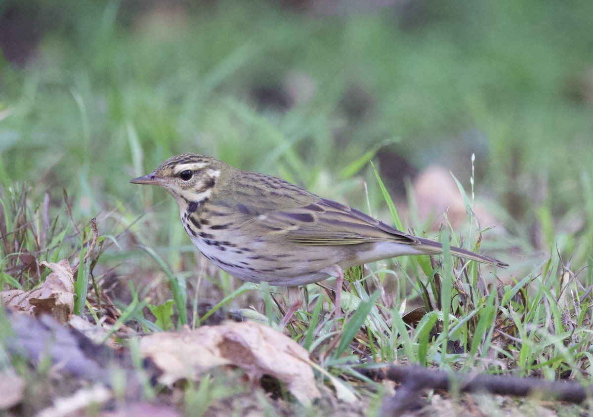 Olive-backed Pipit - ML644185360
