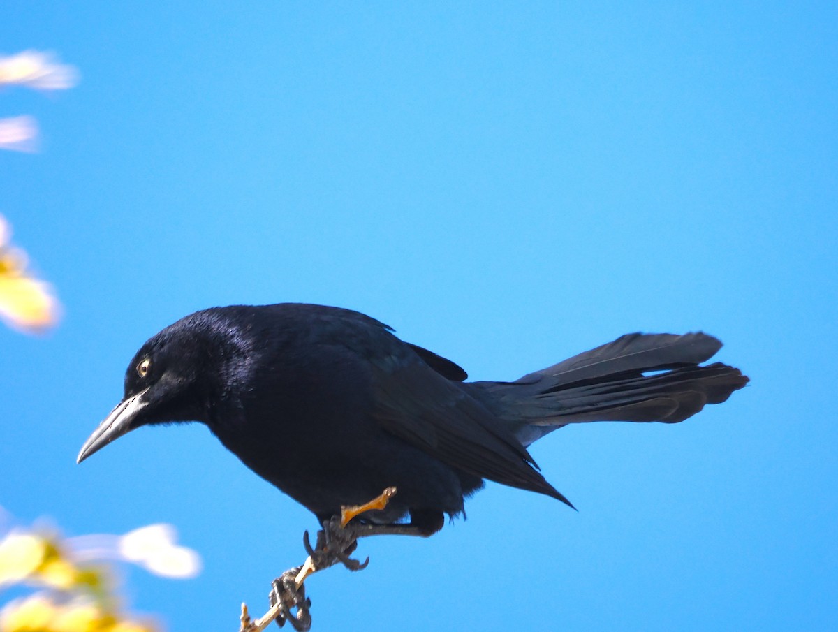 Great-tailed Grackle - ML644185362