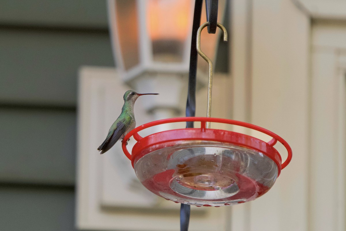 Broad-billed Hummingbird - ML644185364
