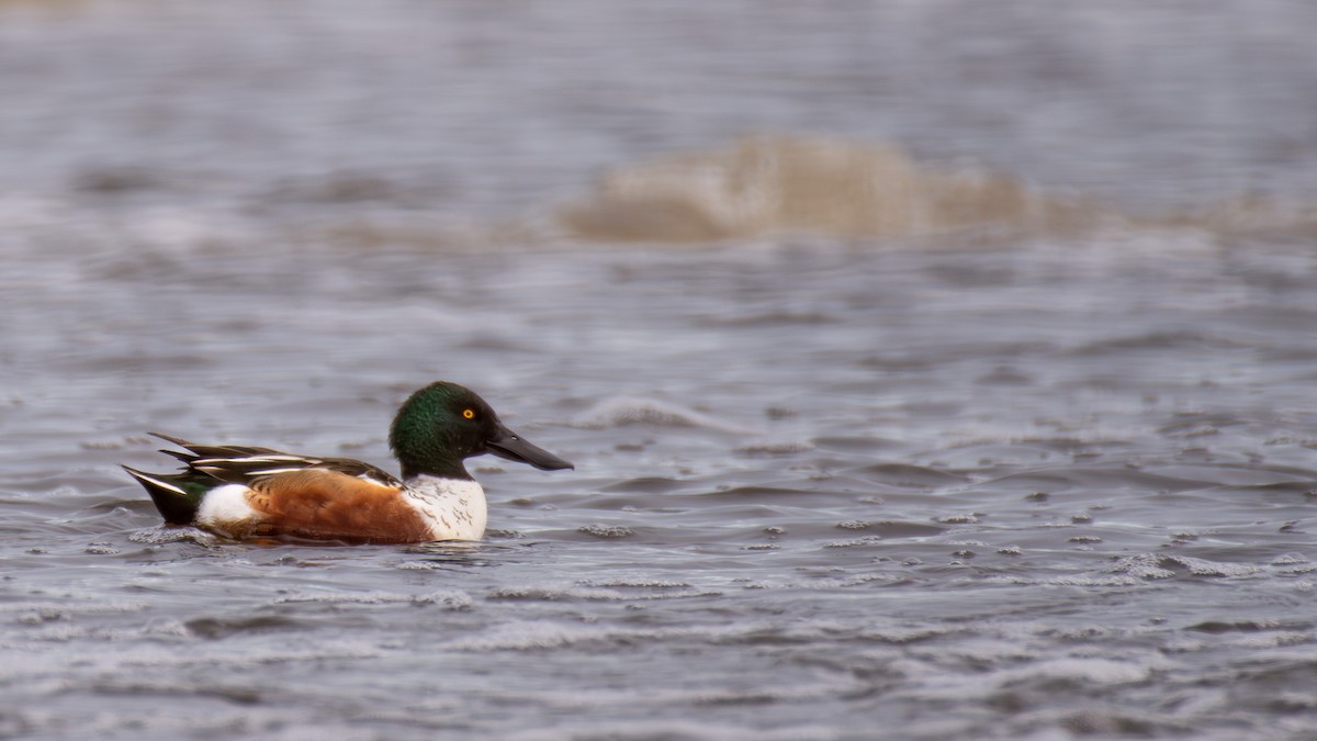 Northern Shoveler - ML644185365