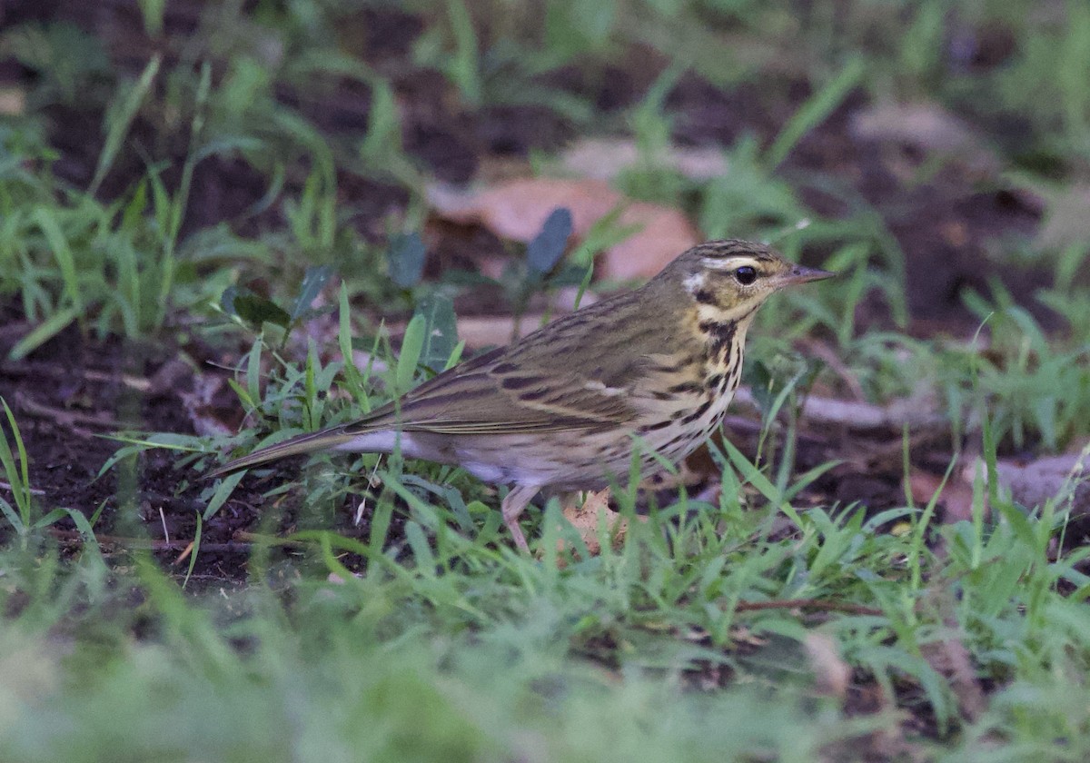 Olive-backed Pipit - ML644185374