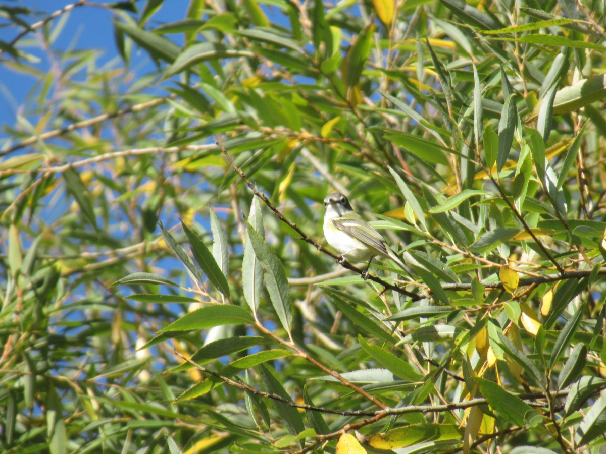 Blue-headed Vireo - ML644185378
