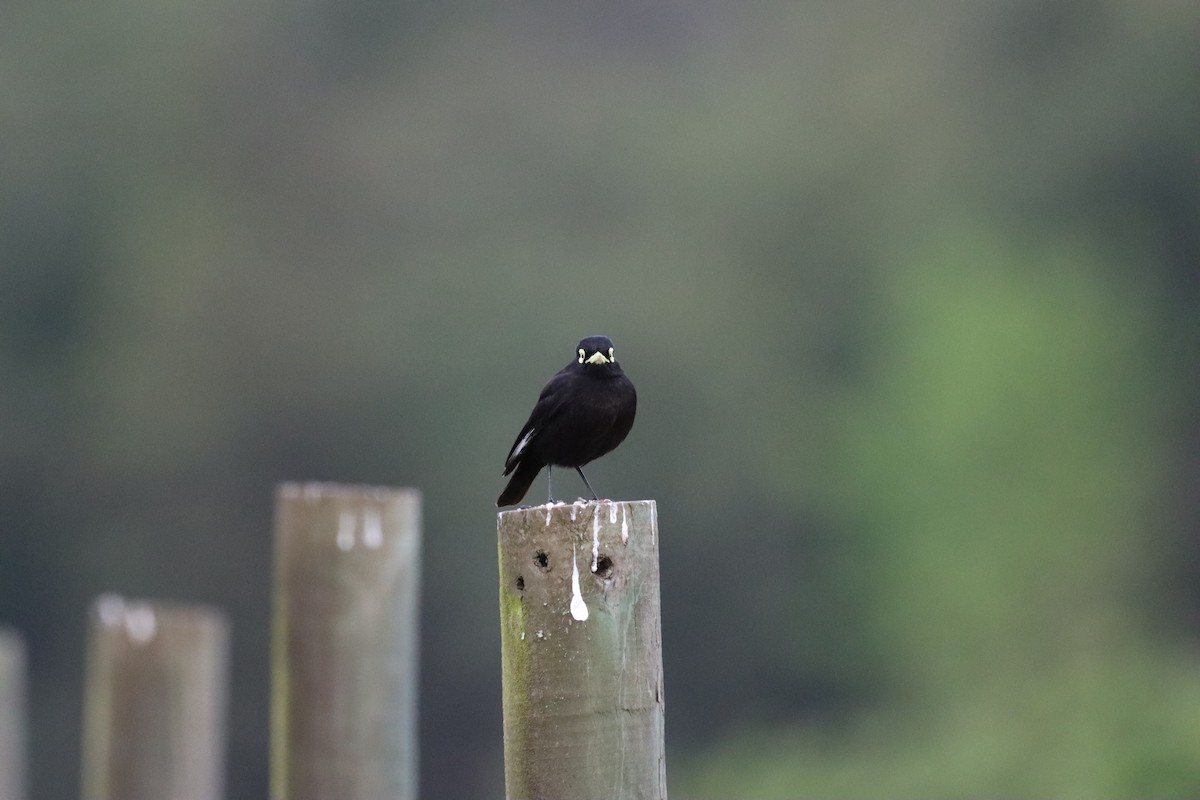 Spectacled Tyrant - ML644185388