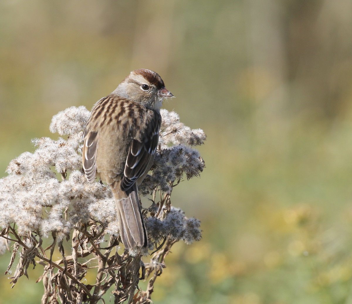 White-crowned Sparrow - ML644185394