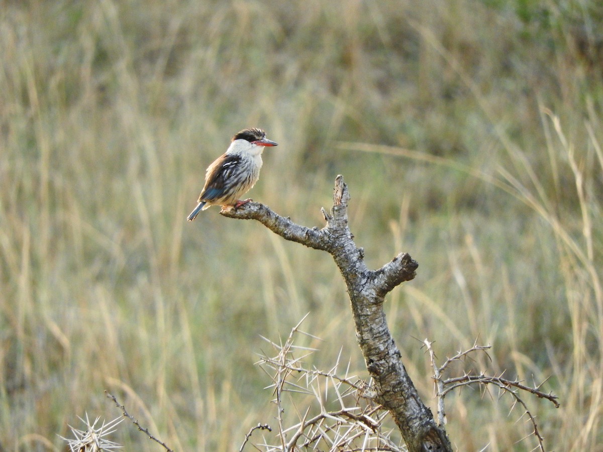 Striped Kingfisher - ML644185404