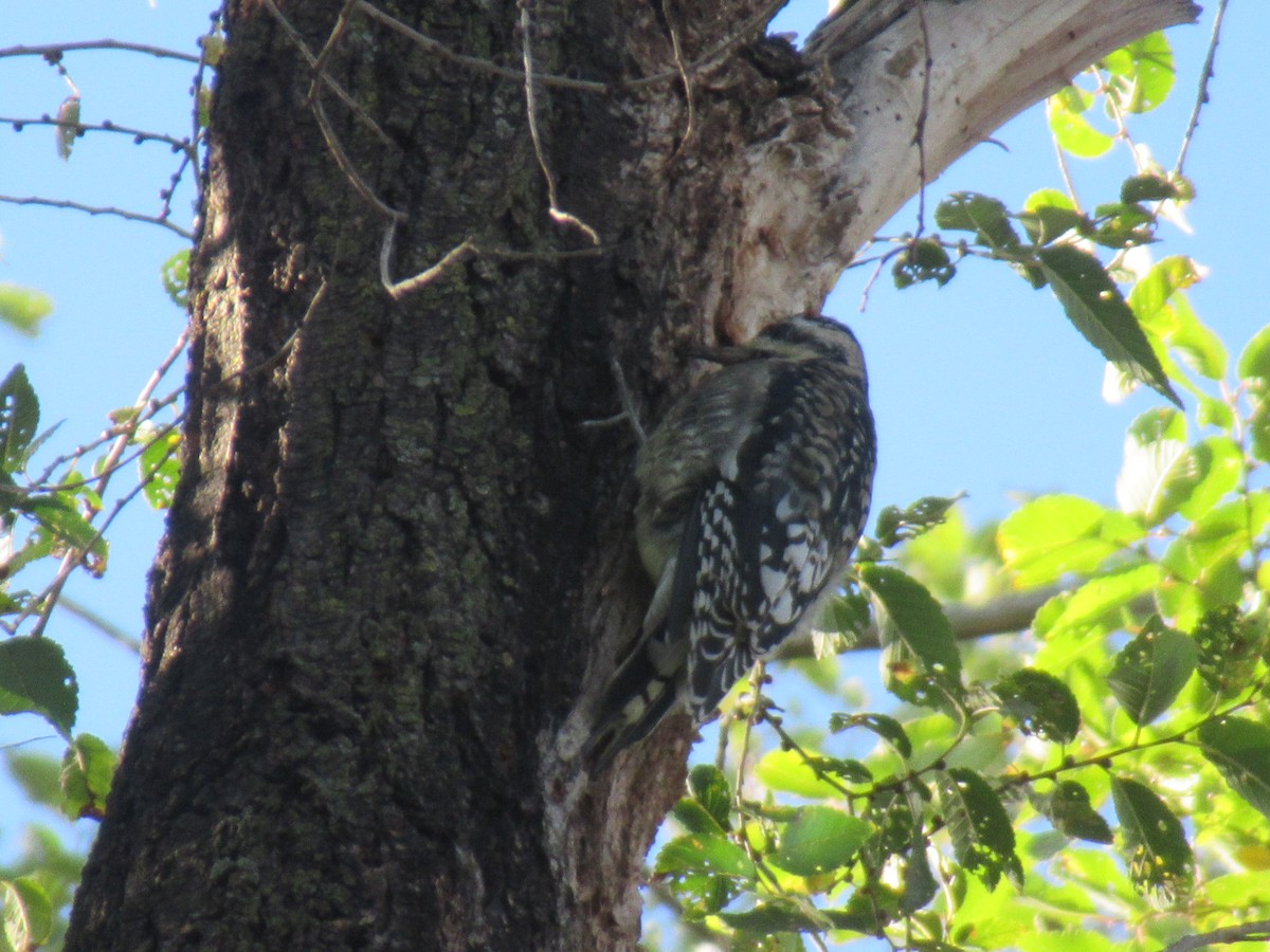 Yellow-bellied Sapsucker - ML644185407