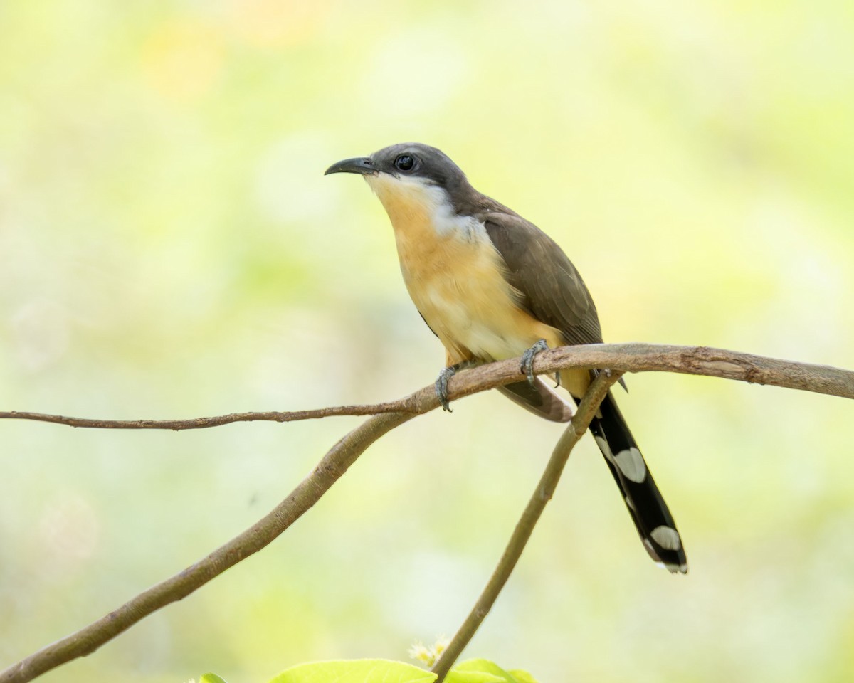 Кукліло бурий - ML644185410