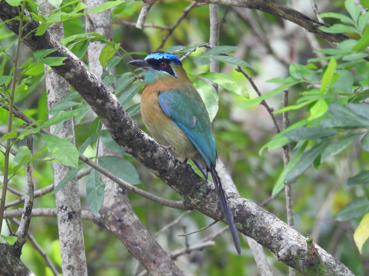 レッソンハチクイモドキ - ML644185441