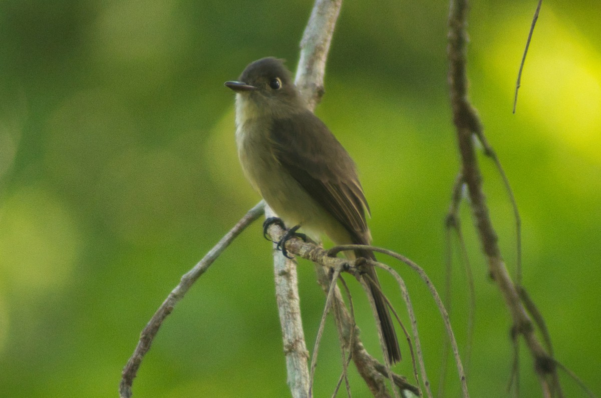 Cuban Pewee - ML644185443