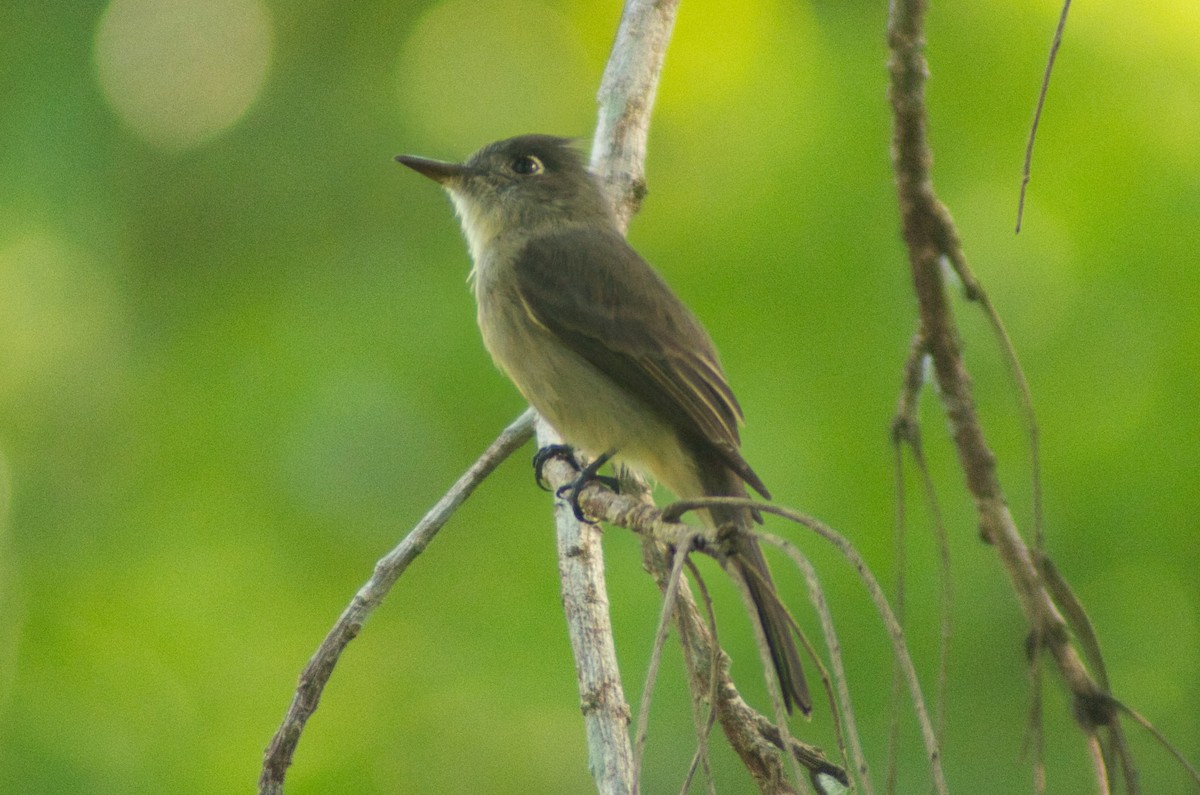 Cuban Pewee - ML644185444