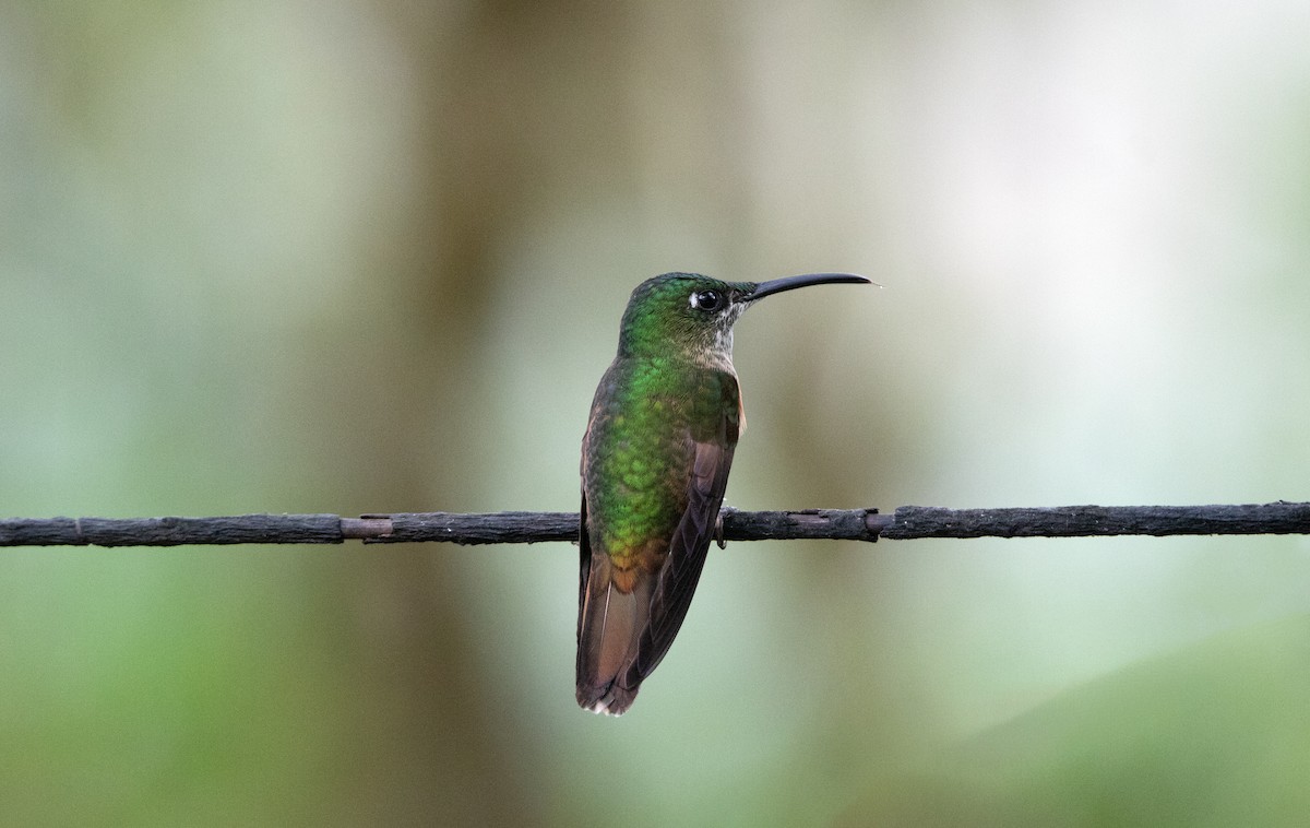 Fawn-breasted Brilliant - ML644185447
