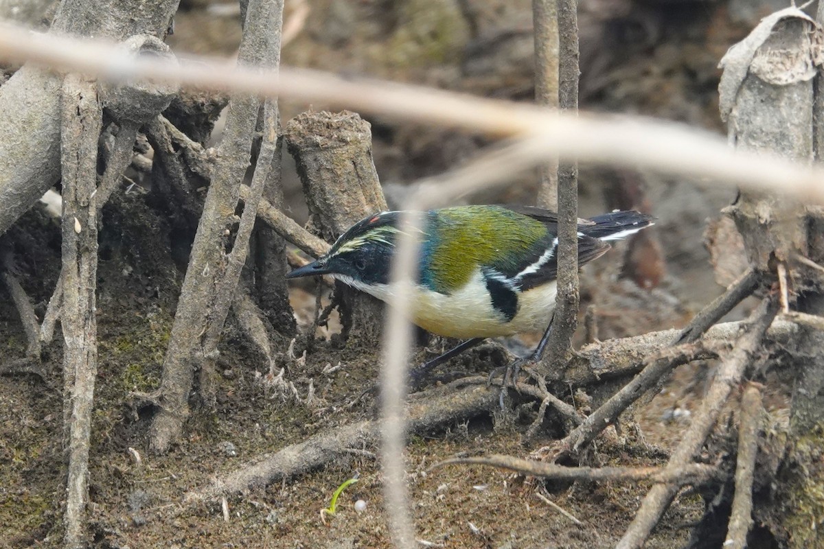 Many-colored Rush Tyrant - ML644185452