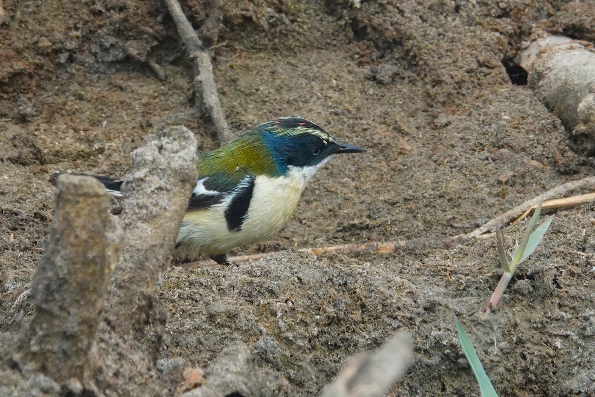 Many-colored Rush Tyrant - ML644185453