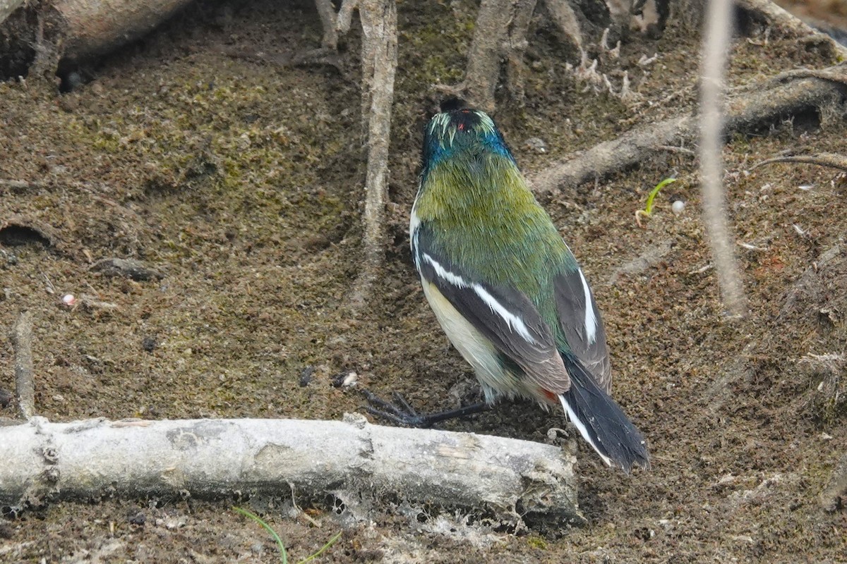 Many-colored Rush Tyrant - ML644185454