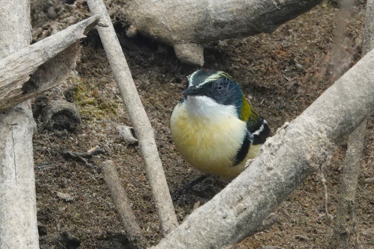 Many-colored Rush Tyrant - ML644185456